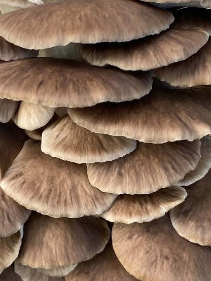 Indian oyster mushroom grow kits