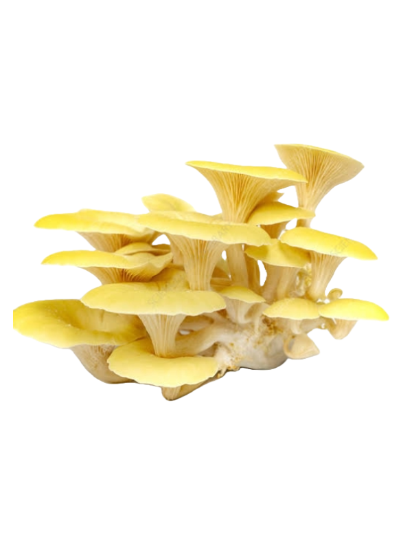 Golden oyster mushroom Grow Kit