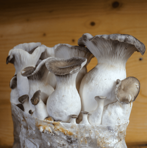 King Oyster Mushroom Grow kit