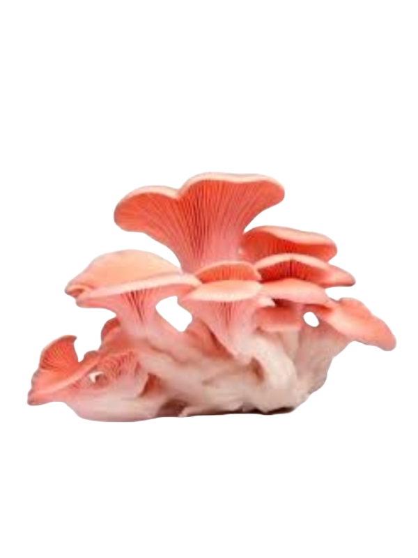 Pink oyster mushroom Grow Kit