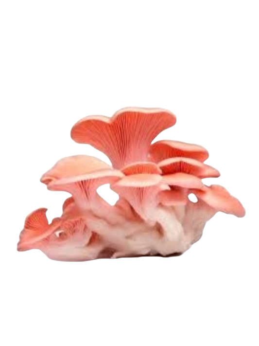 Pink oyster mushroom Grow Kit