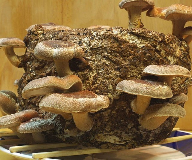 Shiitake mushrooms grow kits