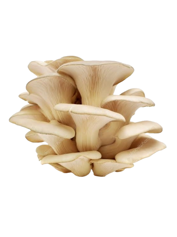 White Oyster Mushrooms Grow Kits