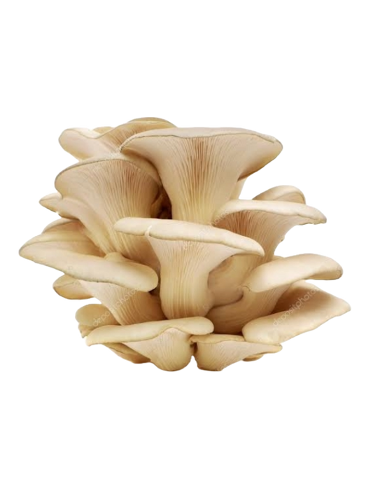 White Oyster Mushrooms Grow Kits